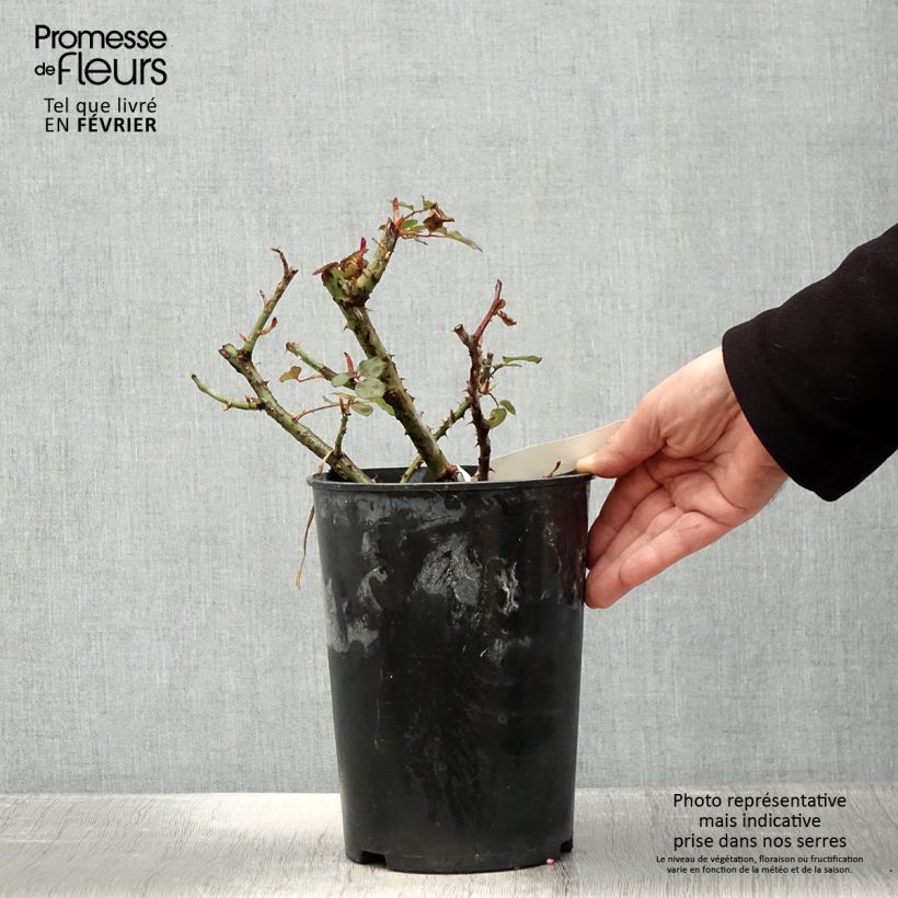 Spécimen de Rosier à grandes fleurs Henryane de Chaponay Pot de 4L/5L tel que livré en hiver