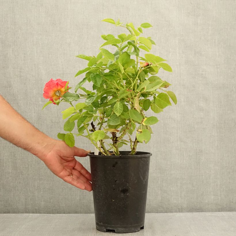 Spécimen de Rosier à grandes fleurs Ibiza Pot de 4L/5L tel que livré en été