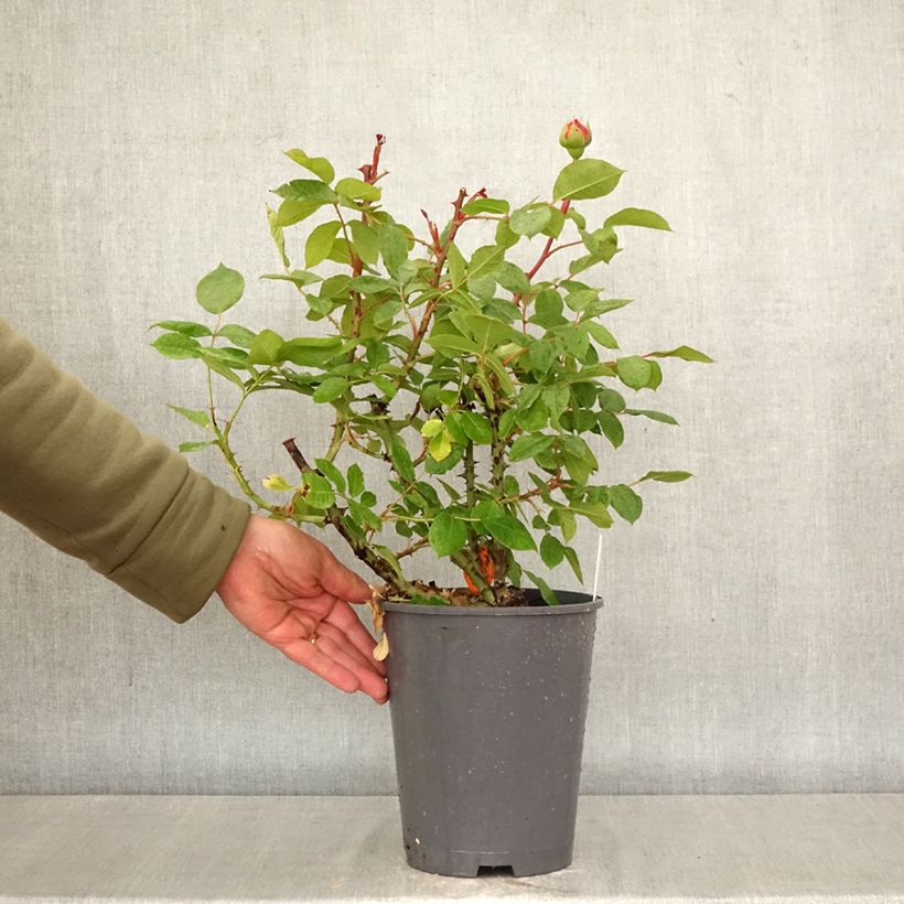 Spécimen de Rosier à grandes fleurs Jean de la Fontaine Pot de 4L/5L tel que livré au printemps