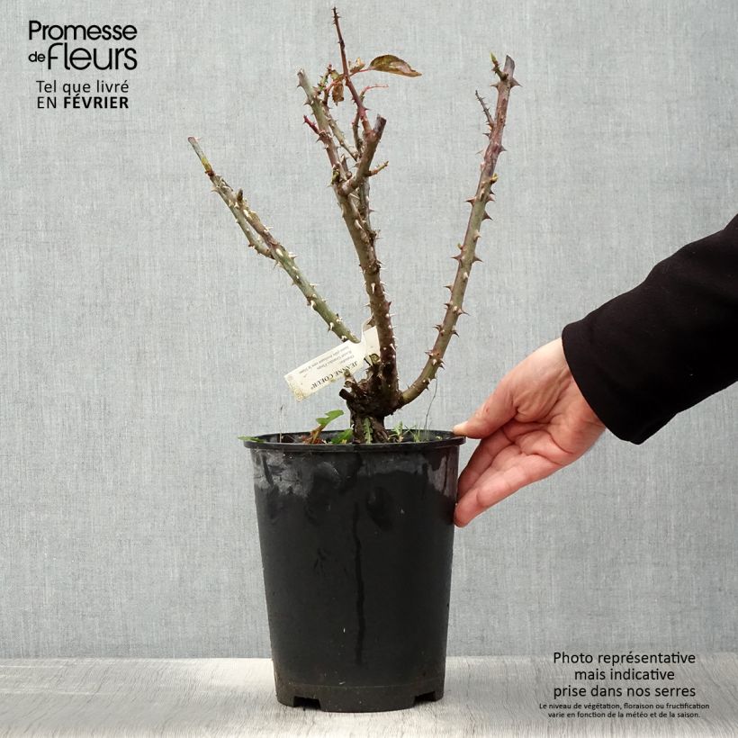 Spécimen de Rosier à grandes fleurs Jeanne Coeur Pot de 4L/5L tel que livré en hiver