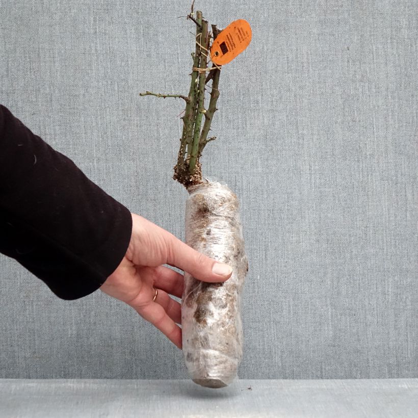 Spécimen de Rosier à grandes fleurs Jubilé Papa Meilland Racines nues en motte tel que livré en hiver