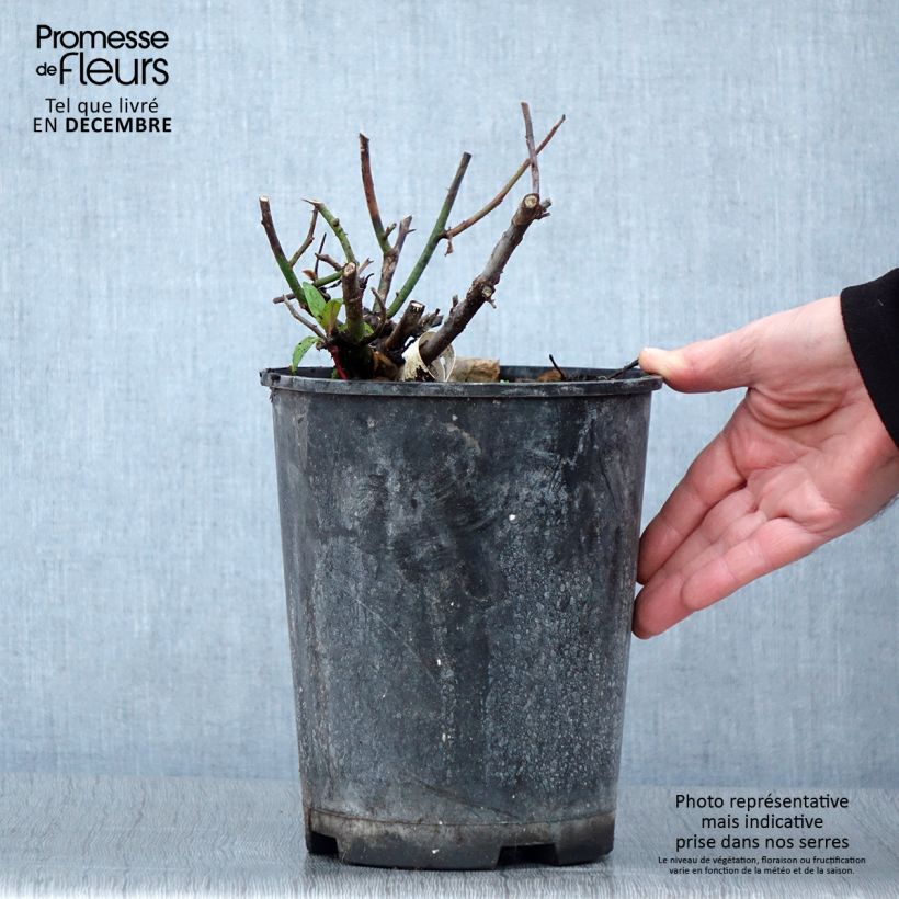 Spécimen de Rosier à grandes fleurs Kazatchok Pot de 4L/5L tel que livré en automne