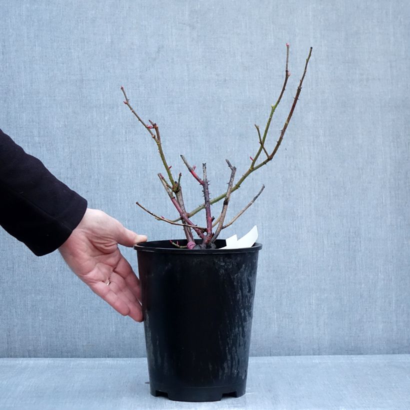 Spécimen de Rosier à grandes fleurs Kazatchok Pot de 4L/5L tel que livré en hiver