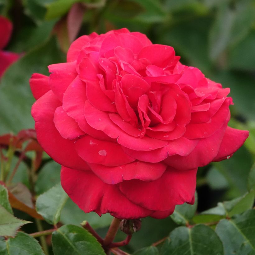 Rosier à grandes fleurs La rose Monsieur (Floraison)