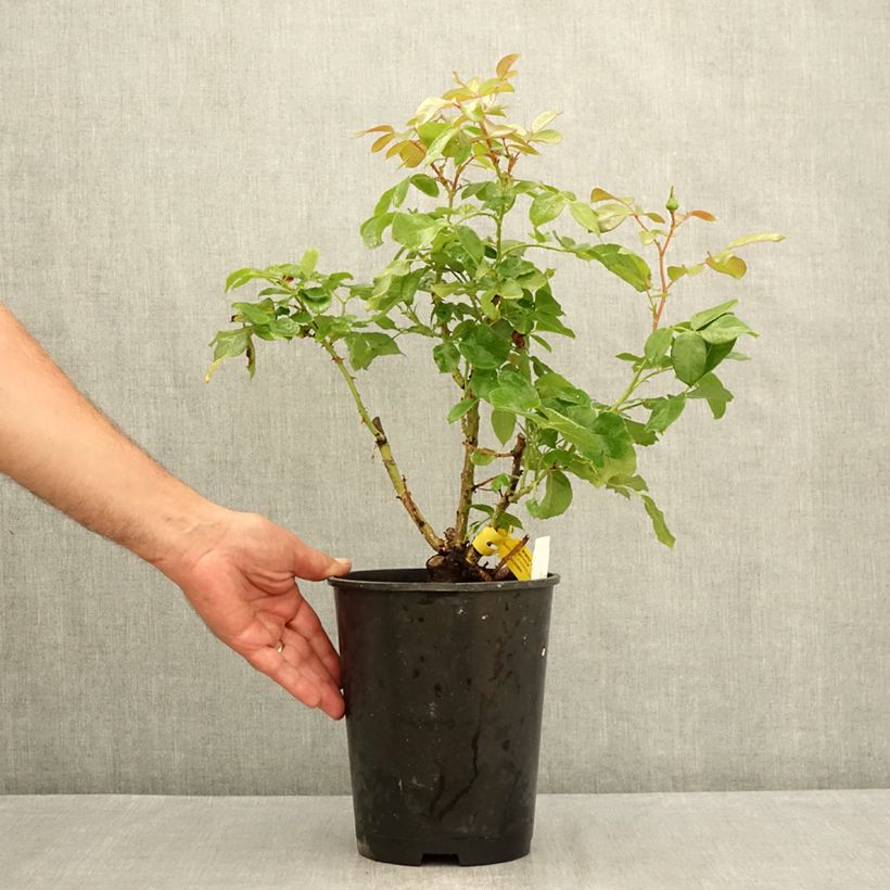 Spécimen de Rosier à grandes fleurs Les Années Folles Bobino Pot de 4L/5L tel que livré en été