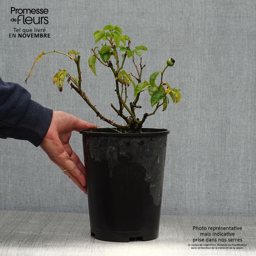 Spécimen de Rosier à grandes fleurs Les Années Folles Fox Trot Pot de 4L/5L tel que livré en automne