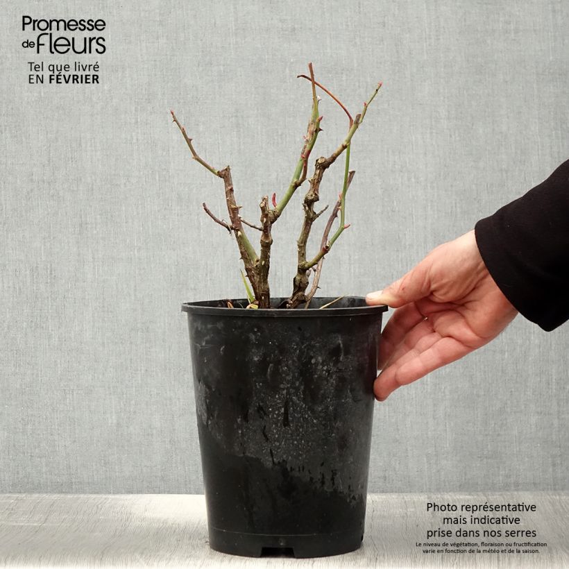 Spécimen de Rosier à grandes fleurs Les Années Folles Mistinguett Pot de 4L/5L tel que livré en hiver