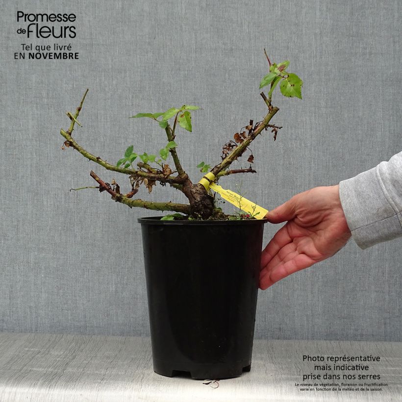 Spécimen de Rosier à grandes fleurs Les Années Folles Music Hall Pot de 4L/5L tel que livré en automne
