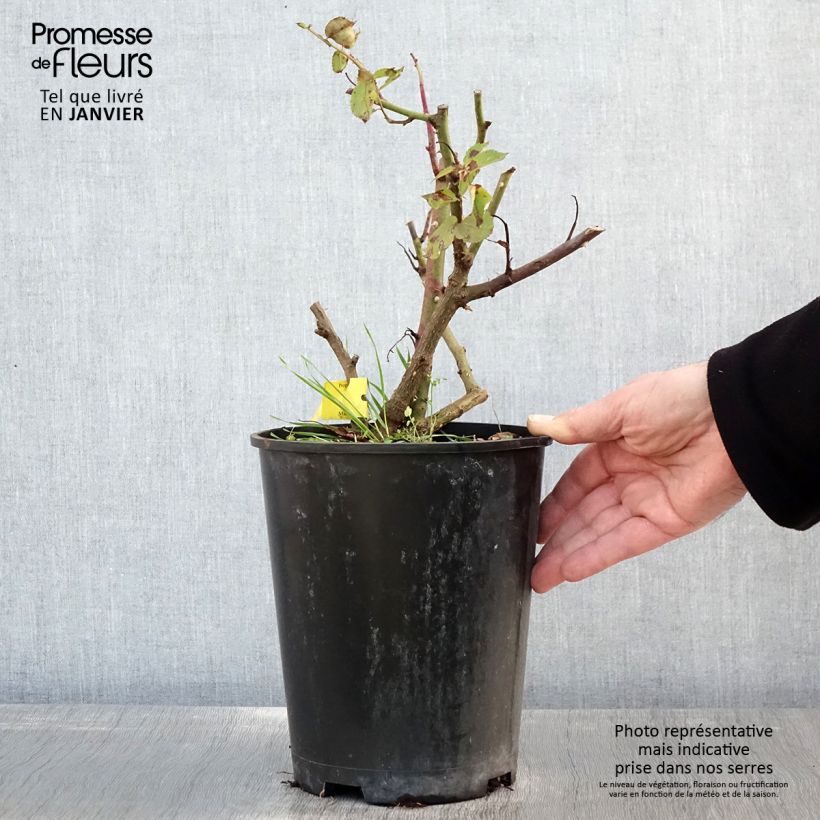 Spécimen de Rosier à grandes fleurs Les Années Folles Music Hall Pot de 4L/5L tel que livré en hiver