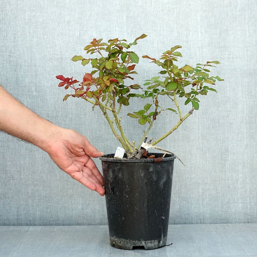 Spécimen de Rosier à grandes fleurs Lyon Lumières Pot de 4L/5L tel que livré en été