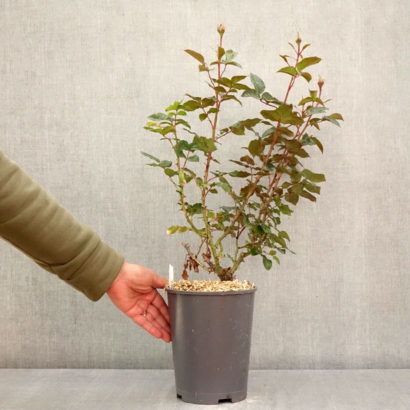 Spécimen de Rosier à grandes fleurs Macha Meril (Copacabana) Pot de 4L/5L tel que livré au printemps