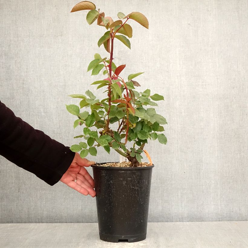 Spécimen de Rosier à grandes fleurs Marylou Pot de 4L/5L tel que livré au printemps