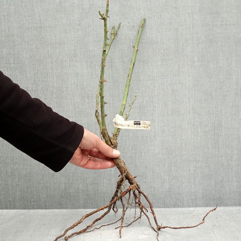 Spécimen de Rosier à grandes fleurs Mme A. Meilland (Peace) Racines nues tel que livré en hiver