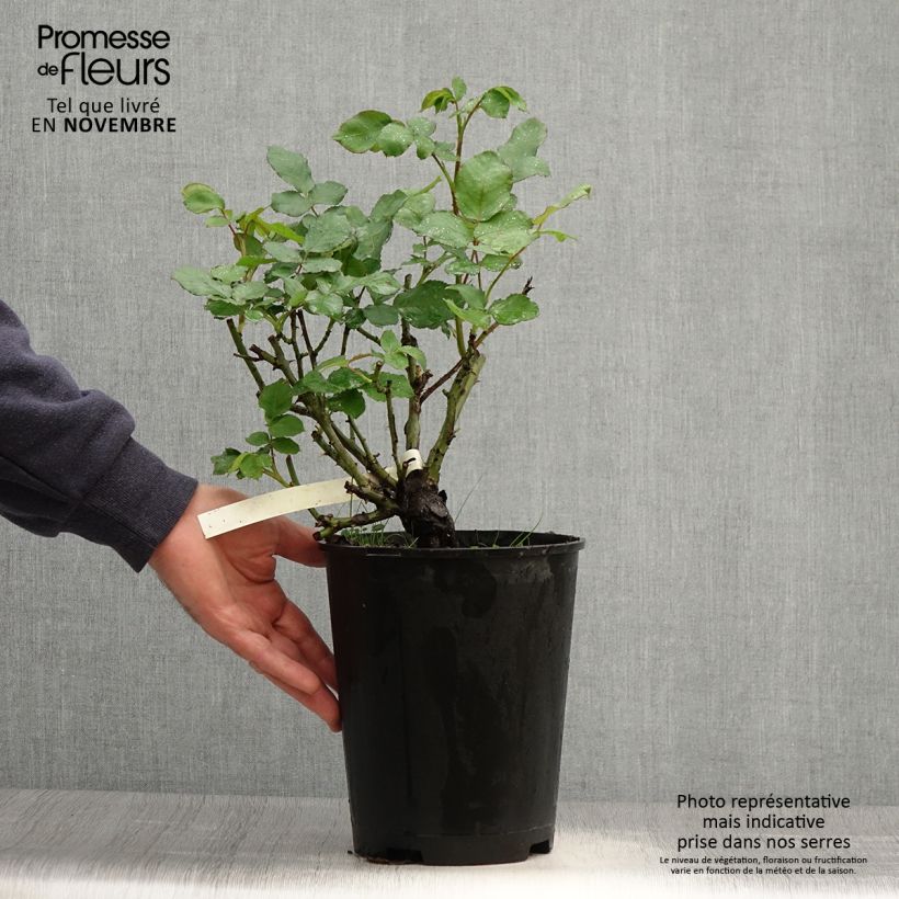 Spécimen de Rosier à grandes fleurs New Imagine Pot de 4L/5L tel que livré en automne