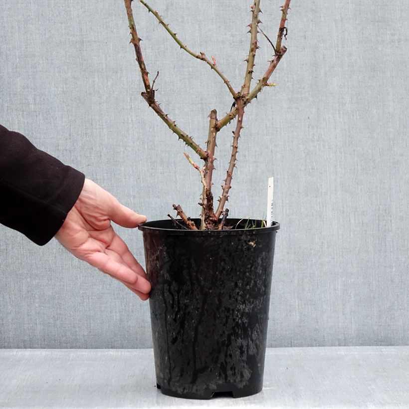 Spécimen de Rosier à grandes fleurs Niharika Pot de 4L/5L tel que livré en hiver