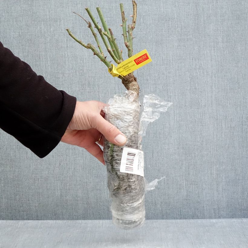 Spécimen de Rosier à grandes fleurs Noémie de Rothschild Racines nues tel que livré en hiver