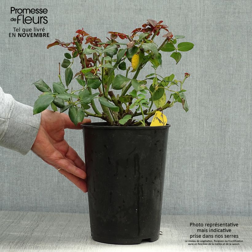 Spécimen de Rosier à grandes fleurs Nostalgie Pot de 4L/5L tel que livré en automne
