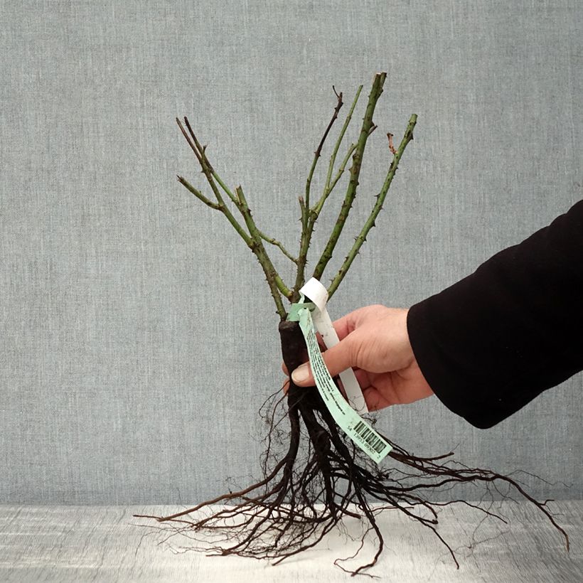 Spécimen de Rosier à grandes fleurs Nuage Parfumé (Duftwolke) Racines nues tel que livré en hiver