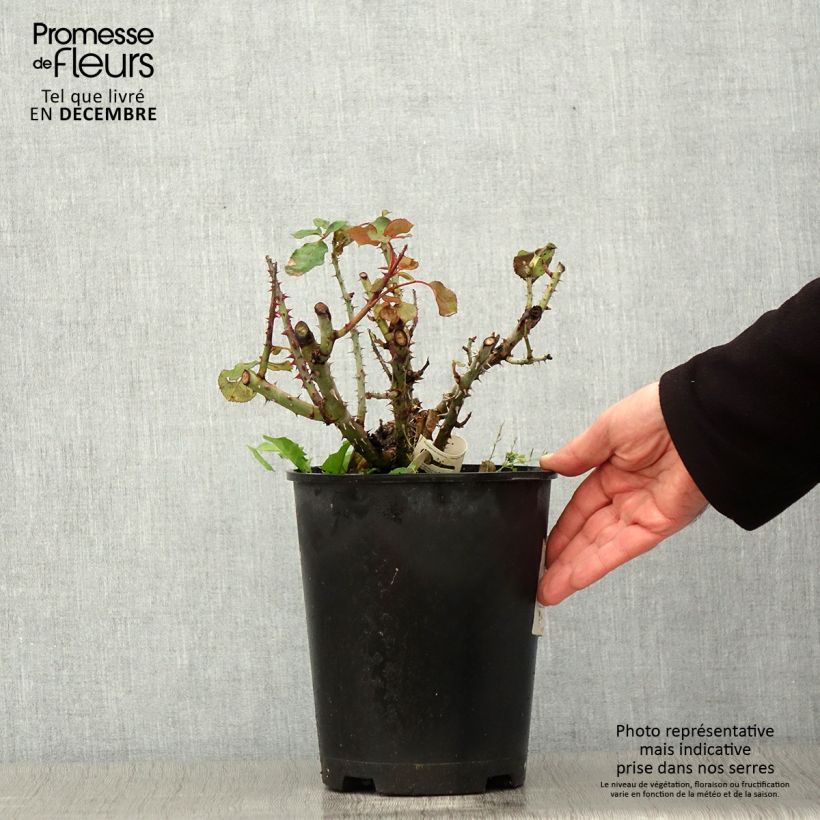 Spécimen de Rosier à grandes fleurs Over the Moon Pot de 4L/5L tel que livré en automne
