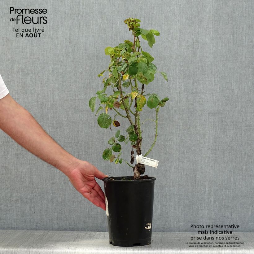 Spécimen de Rosier à grandes fleurs Over the Moon Pot de 4L/5L tel que livré en été