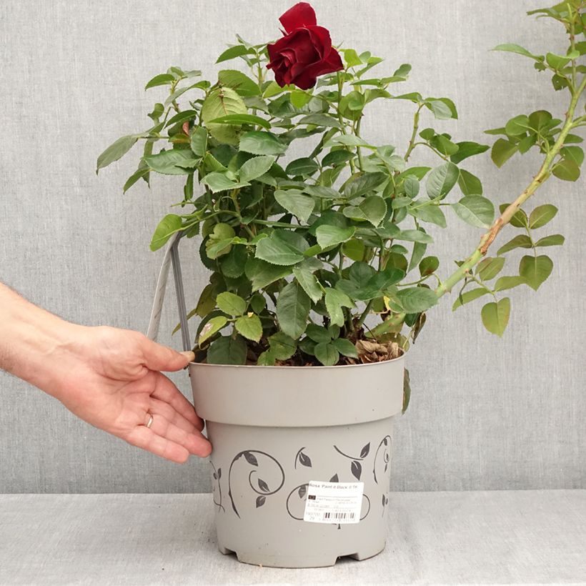Spécimen de Rosier à grandes fleurs Paint it Black Pot de 6L/7L tel que livré en été