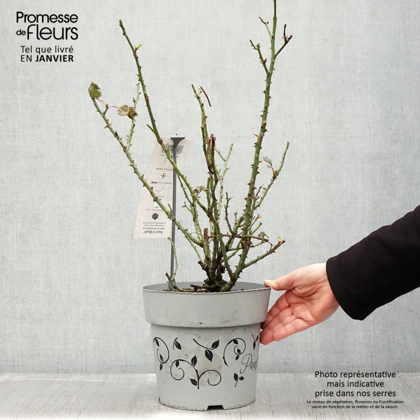 Spécimen de Rosier à grandes fleurs Paint it Black Pot de 6L/7L tel que livré en hiver