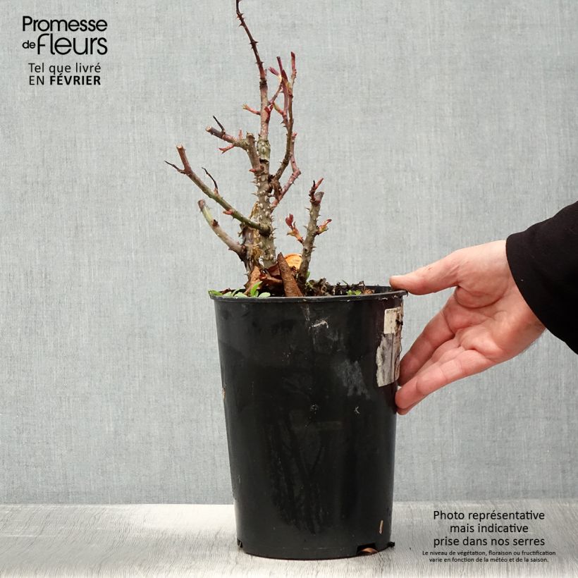 Spécimen de Rosier à grandes fleurs Panthere Rose Pot de 4L/5L tel que livré en hiver