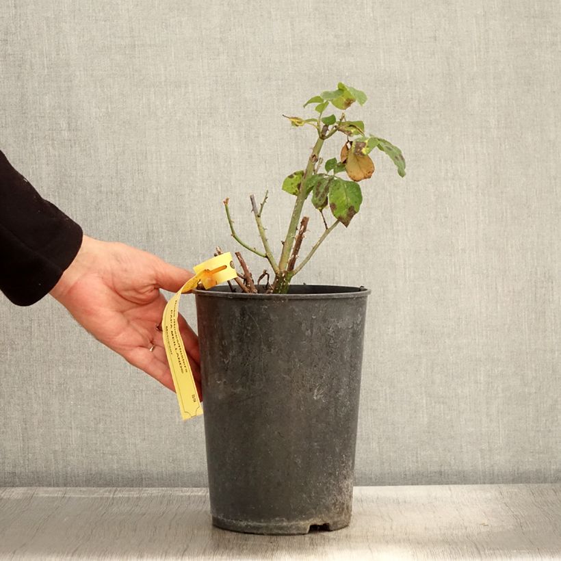 Spécimen de Rosier à grandes fleurs Papa Meilland Pot de 4L/5L tel que livré en automne