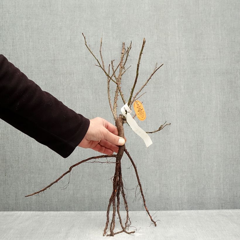 Spécimen de Rosier à grandes fleurs Papa Meilland Racines nues tel que livré en hiver