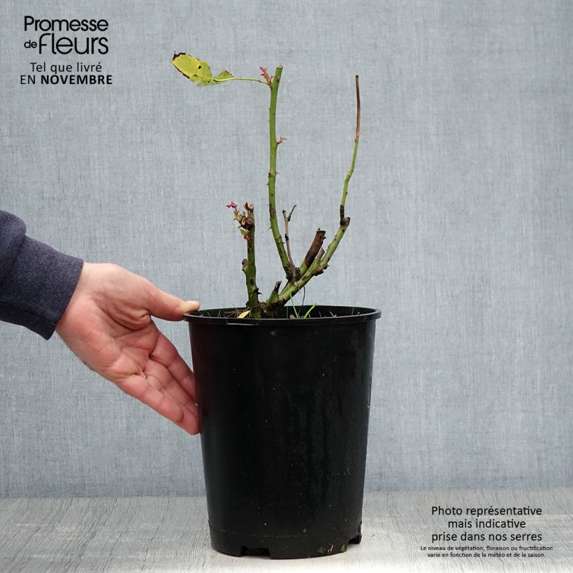Spécimen de Rosier à grandes fleurs Pape Jean-Paul II Pot de 4L/5L tel que livré en automne