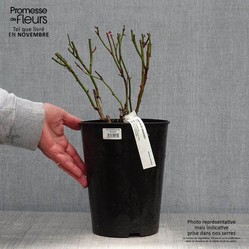 Spécimen de Rosier à grandes fleurs Parfum de Grasse Pot de 4L/5L tel que livré en automne