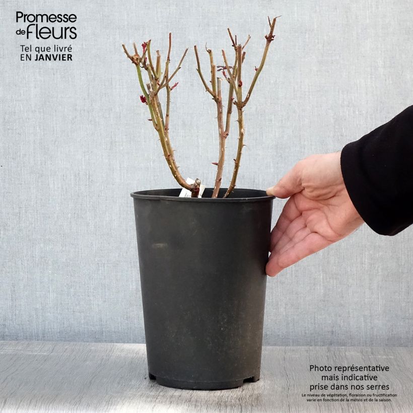 Spécimen de Rosier à grandes fleurs Parfum de Grasse Pot de 4L/5L tel que livré en hiver