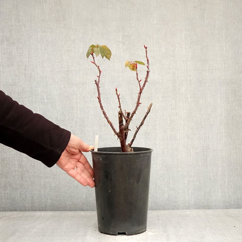 Rosa Perugino Vaso da 4L/5L esemplare consegnato in inverno