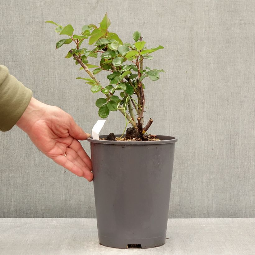 Spécimen de Rosier à grandes fleurs Pierre Cardin Pot de 4L/5L tel que livré au printemps