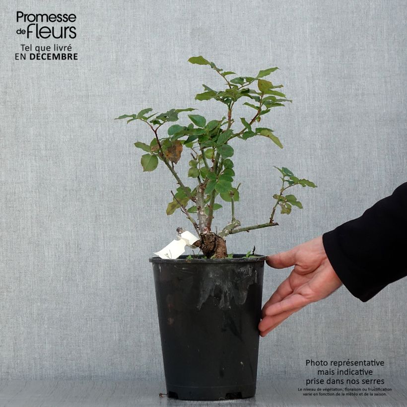 Spécimen de Rosier à grandes fleurs Pierre de Luxembourg Pot de 4L/5L tel que livré en automne