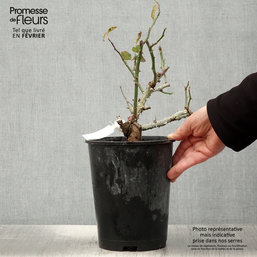 Spécimen de Rosier à grandes fleurs Pierre de Luxembourg Pot de 4L/5L tel que livré en hiver