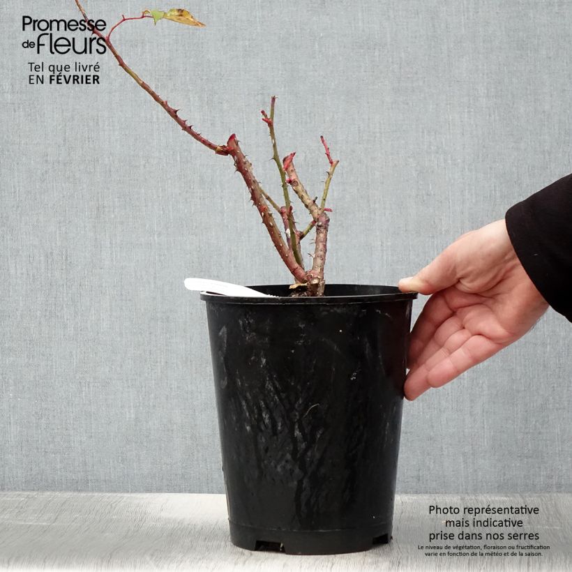 Spécimen de Rosier à grandes fleurs Pink Paradise Pot de 3L/4L tel que livré en hiver