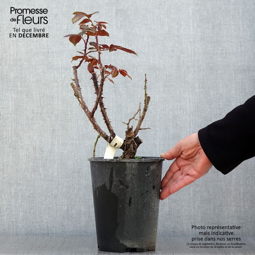 Spécimen de Rosier à grandes fleurs Poseidon Pot de 4L/5L tel que livré en automne