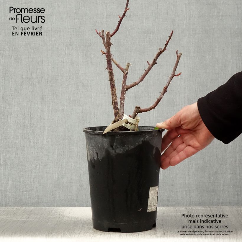 Spécimen de Rosier à grandes fleurs Poseidon Pot de 4L/5L tel que livré en hiver