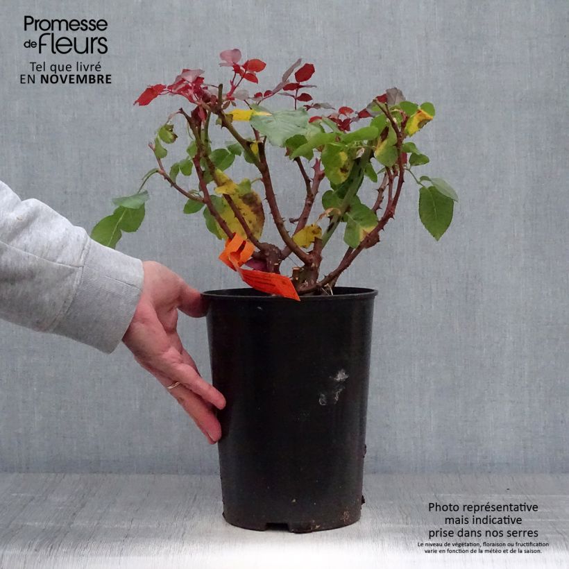 Spécimen de Rosier à grandes fleurs Prince Jardinier Pot de 4L/5L tel que livré en automne