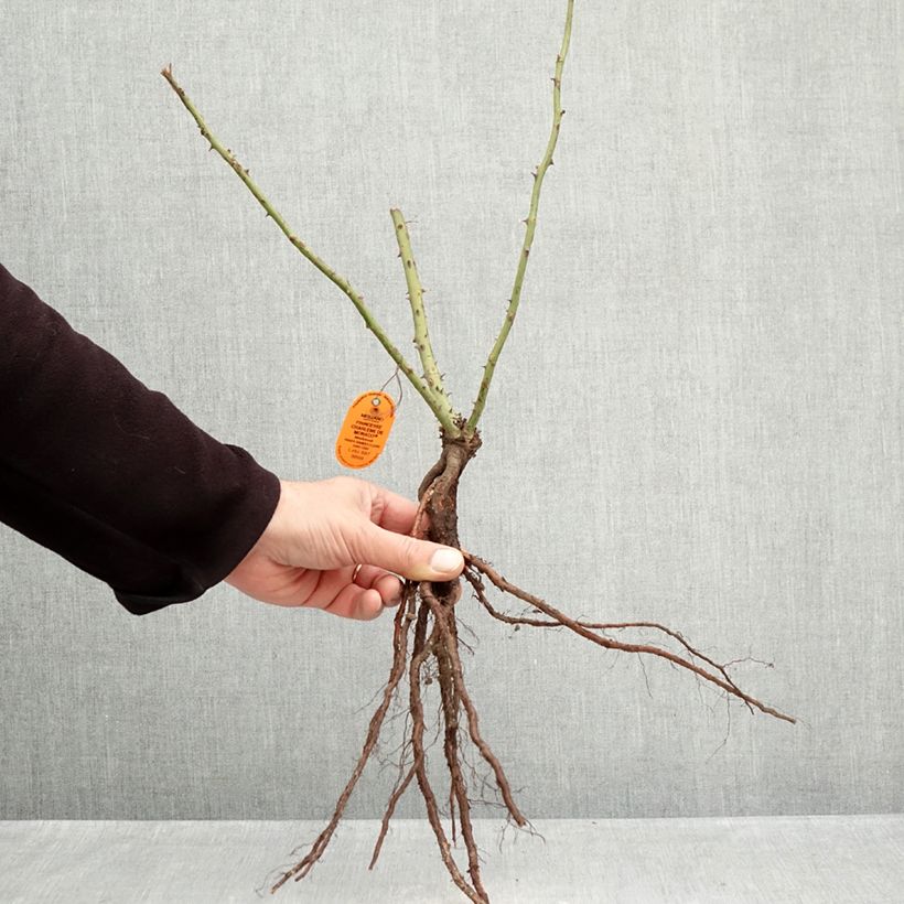 Spécimen de Rosier à grandes fleurs Princesse Charlène de Monaco Racines nues tel que livré en hiver