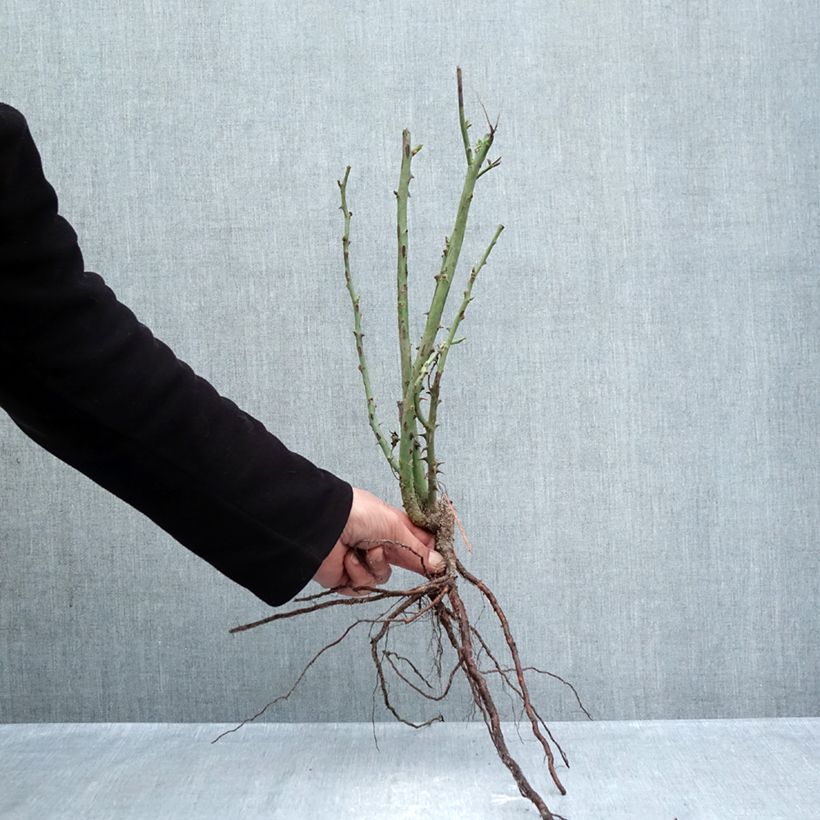 Spécimen de Rosier à grandes fleurs Princesse de Monaco Racines nues tel que livré en hiver
