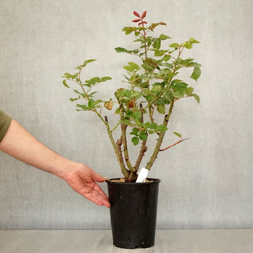 Spécimen de Rosier à grandes fleurs Rallye des Gazelles Pot de 4L/5L tel que livré au printemps