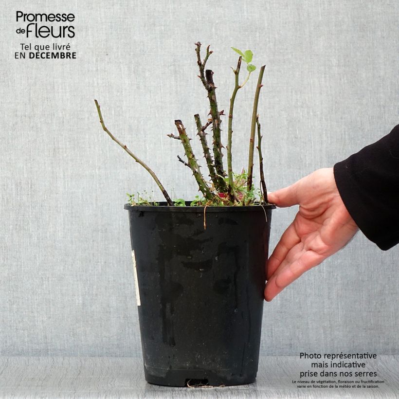 Spécimen de Rosier à grandes fleurs Reine des Parfums® Pot de 4L/5L tel que livré en automne