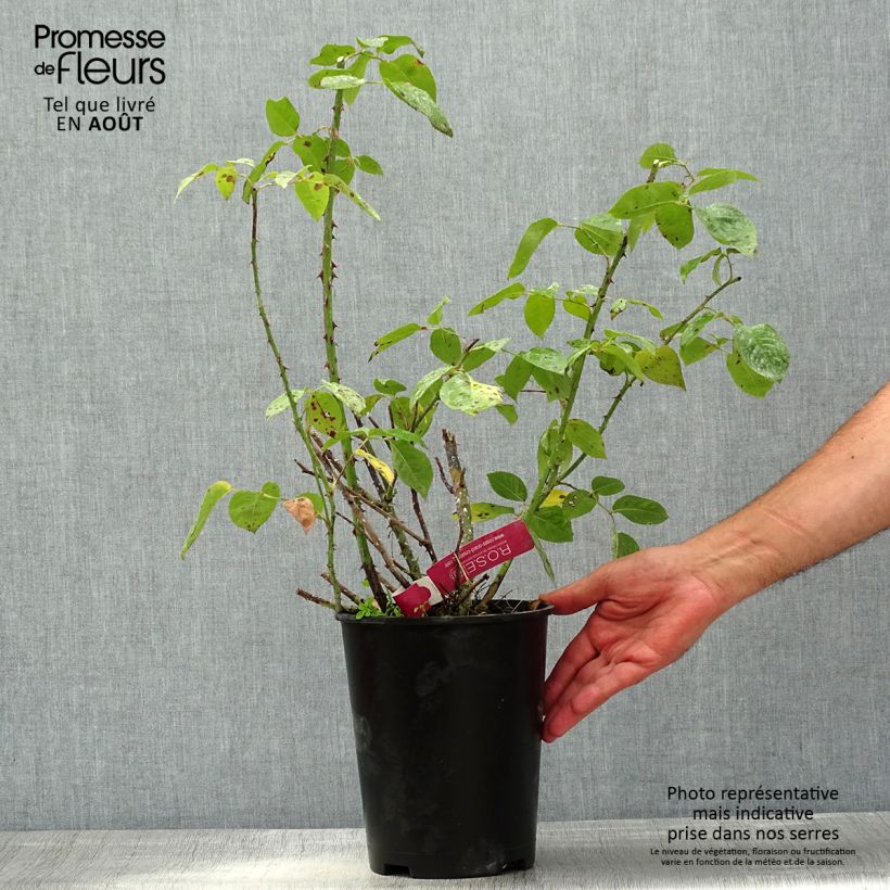 Spécimen de Rosier à grandes fleurs Reine des Parfums® Pot de 4L/5L tel que livré en été