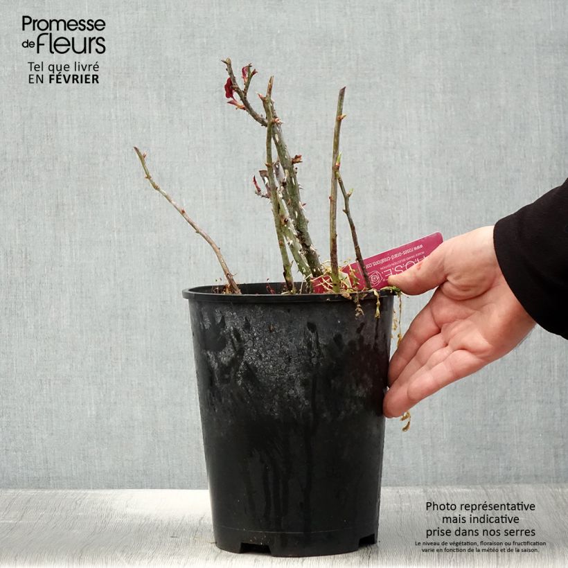 Spécimen de Rosier à grandes fleurs Reine des Parfums® Pot de 4L/5L tel que livré en hiver