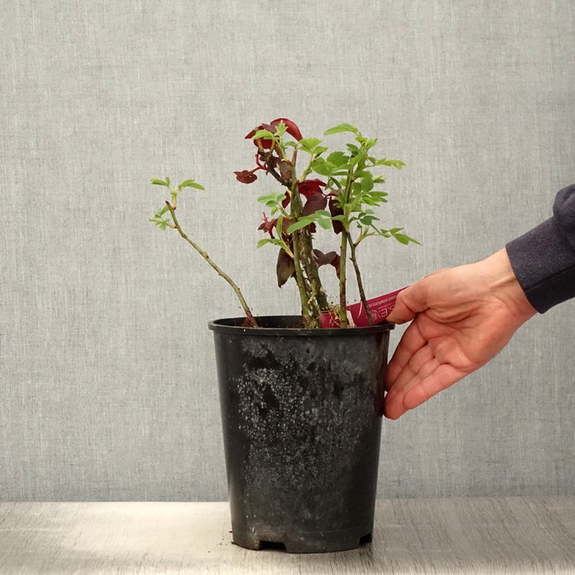 Spécimen de Rosier à grandes fleurs Reine des Parfums® Pot de 4L/5L tel que livré au printemps
