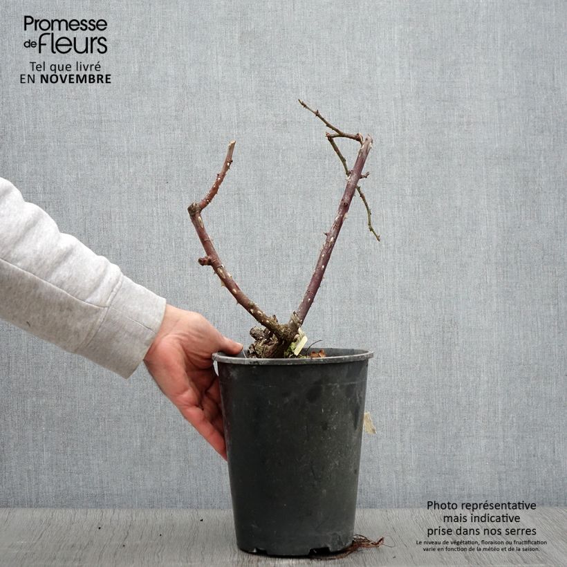 Spécimen de Rosier à grandes fleurs Rose Clos Vougeot Pot de 4L/5L tel que livré en automne