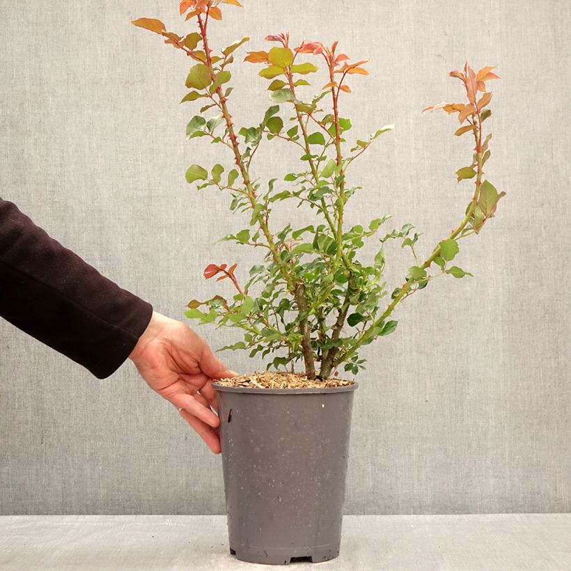 Spécimen de Rosier à grandes fleurs Rose de Bretagne Adareflixa Pot de 4L/5L tel que livré au printemps