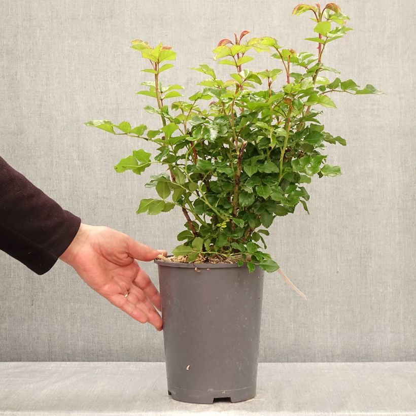 Spécimen de Rosier à grandes fleurs Rose der Hoffnung KORamflusa Pot de 4L/5L tel que livré au printemps